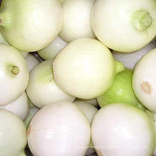 Excellent Peeled Onion for Export